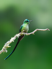 Fototapeta premium Male Long-tailed Sylph Hummingbird Perched on Lichen Covered Branch