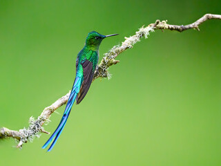 Fototapeta premium Male Long-tailed Sylph Hummingbird Perched on Lichen Covered Branch