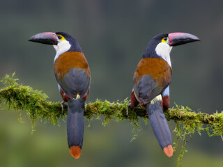 Obraz premium Pair of Black-billed Mountain Toucans Perched Back to Back on Mossy Branch