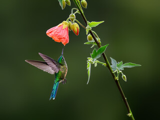 Fototapeta premium Female Long-tailed Sylph Hummingbird Hovering and Feeding on Pink Abutilon Flower