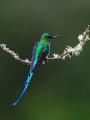Fototapeta premium Male Long-tailed Sylph Hummingbird Perched on Lichen Covered Branch