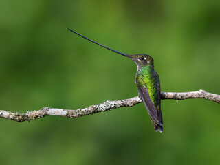Fototapeta premium Sword-billed Hummingbird Perched on a Branch with Green Background