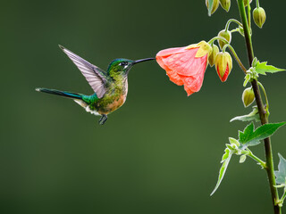 Fototapeta premium Female Long-tailed Sylph Hummingbird Hovering and Feeding on Pink Abutilon Flower