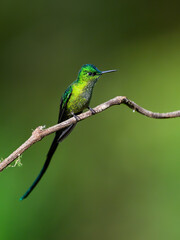 Fototapeta premium Male Long-tailed Sylph Hummingbird Perched on Lichen Covered Branch