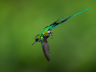 Fototapeta premium Male Long-tailed Sylph Hummingbird Hovering In Mid-Air