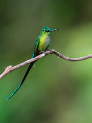 Naklejka premium Male Long-tailed Sylph Hummingbird Perched on Lichen Covered Branch