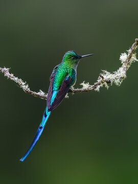 Male Long-tailed Sylph Hummingbird Perched on Lichen Covered Branch