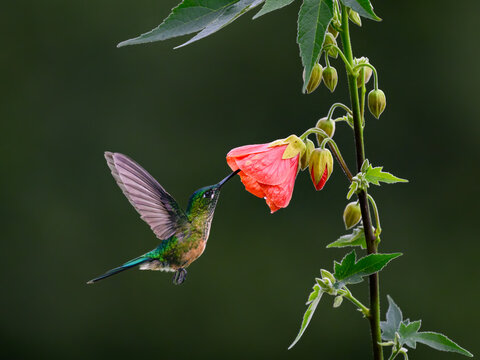 Female Long-tailed Sylph Hummingbird Hovering and Feeding on Pink Abutilon Flower