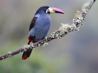 Obraz premium Gray-breasted Mountain-Toucan Perched on a Mossy Branch in Cloud Forest