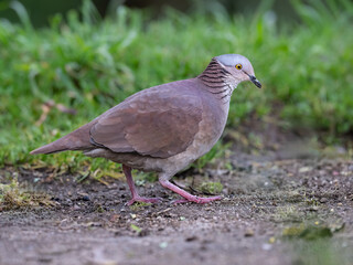 Obraz premium White-throated Quail-Dove Foraging on Ground in High Altitude Forest