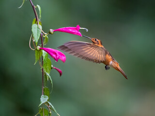 Fototapeta premium Shining Sunbeam Perched on Mossy Branch in Tropical Forest