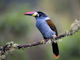 Fototapeta premium Gray-breasted Mountain-Toucan Perched on a Mossy Branch in Cloud Forest