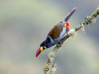 Fototapeta premium Gray-breasted Mountain-Toucan Perched on a Mossy Branch in Cloud Forest