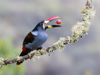 Fototapeta premium Gray-breasted Mountain-Toucan Tossing Red Berry into the Air