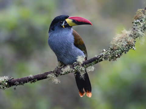 Gray-breasted Mountain-Toucan Perched on a Mossy Branch in Cloud Forest