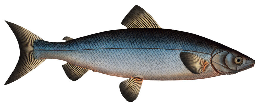 Blue Salmon illustration with transparent background. Wartmanni Salmon.