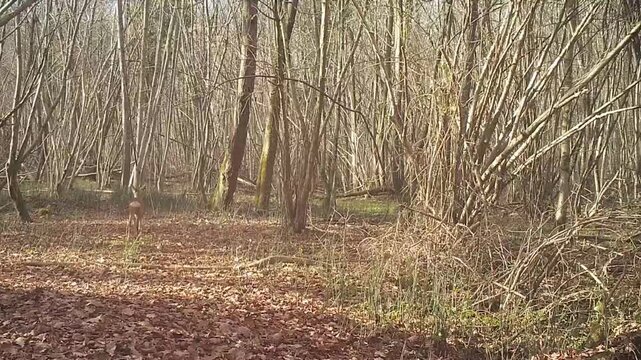 roe deer captured in the woods with a camera trap walking and running in winter