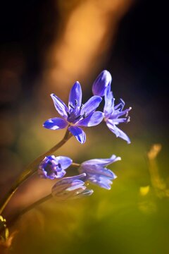 Blaustern (Scilla) auf dem Waldboden