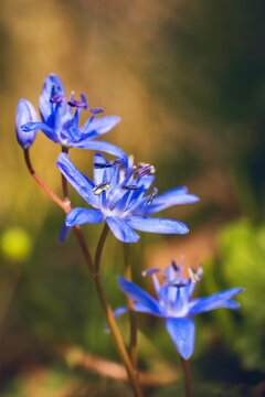 Bl&uuml;ten eines Blausterns auf dem Waldboden