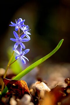 Blausterne bl&uuml;hen auf dem Waldboden