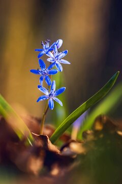 Blaustern (Scilla) auf dem Waldboden