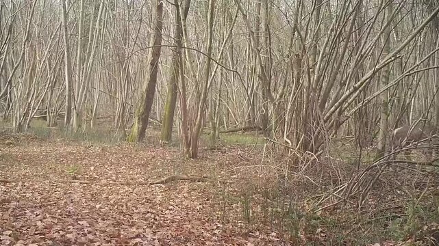 roe deer captured in the woods with a camera trap walking and running in winter