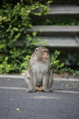 자연 속에서 다양한 표정과 포즈를 취하고 있는 원숭이들의 생생한 모습
