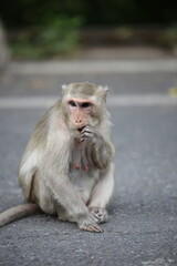 자연 속에서 다양한 표정과 포즈를 취하고 있는 원숭이들의 생생한 모습
