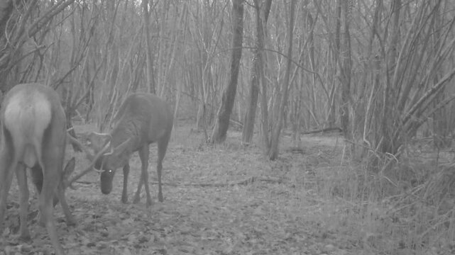 Deer filmed in the woods with a camera trap and practicing fighting among themselves