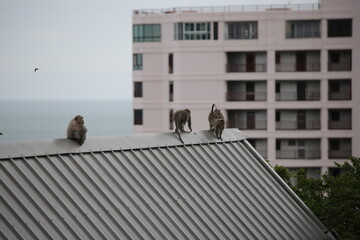 자연 속에서 다양한 표정과 포즈를 취하고 있는 원숭이들의 생생한 모습
