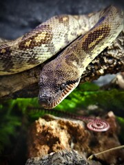 Fototapeta premium Close up portrait of a colorful patterned boa constrictor reptile resting on a wooden branch habitat