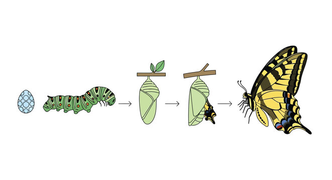 The life cycle of a butterfly egg larva pupa and adult stages