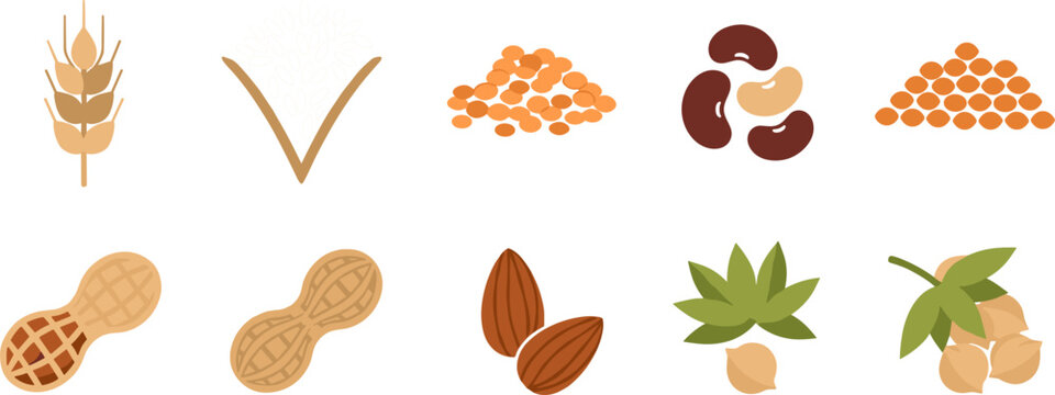 Collection of Seeds and Nuts Including Wheat, Soybean, Almond, Peanut, and Hazelnut Illustrations for Agriculture and Nutrition