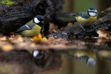 Mésange charbonnière, Mésange bleue, © JAG IMAGES