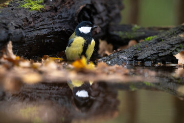 Mésange charbonnière, © JAG IMAGES