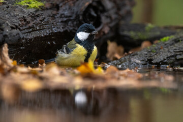Mésange charbonnière, © JAG IMAGES