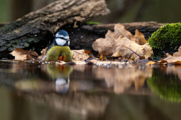 Mésange bleue, © JAG IMAGES