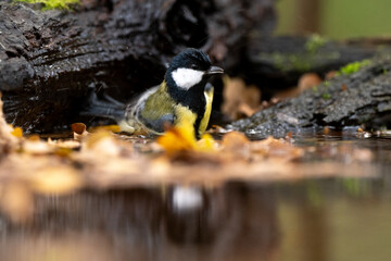 Mésange charbonnière, © JAG IMAGES