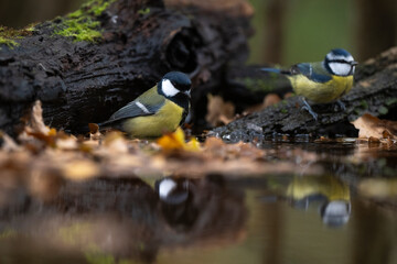 Mésange charbonnière, Mésange bleue, © JAG IMAGES