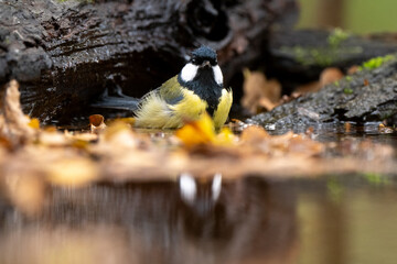Mésange charbonnière, © JAG IMAGES
