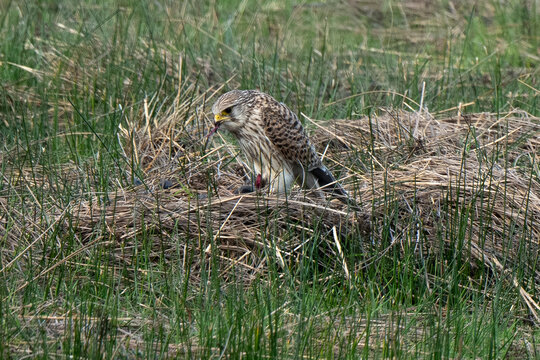 Faucon cr&eacute;cerelle