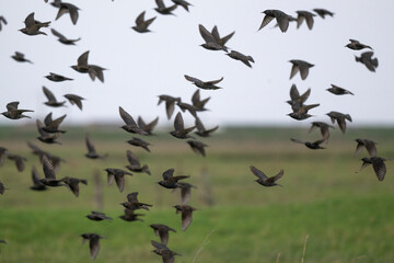 Fototapeta premium Etourneau sansonnet