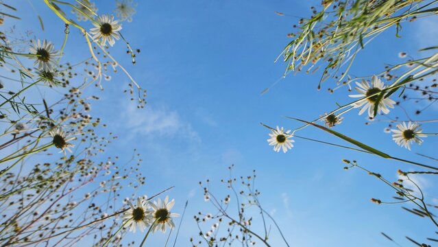 Blooming daisies and Heracleum growing from a low angle view into a bright blue sky