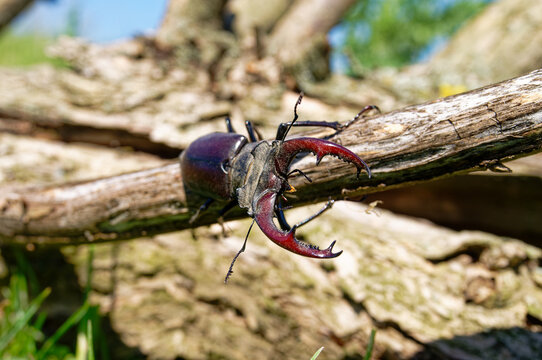 The majestic stag beetle is a remarkable insect, captured in vivid detail with impressive mandibles.