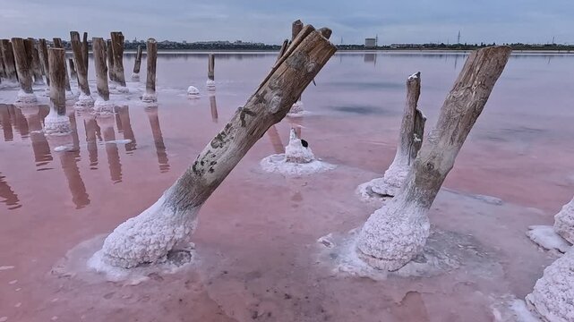 Kuyalnik Estuary, remnants of 18th-century saltworks, self-precipitated salt deposits on the bottom of the water body and old wooden structures during a dry summer