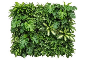 Obraz premium Lush green tropical foliage arrangement a vibrant botanical wall on transparent background