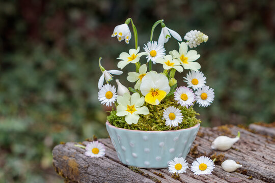 Blumen-Arrangement mit gelbem Hornveilchen, Primeln, G&auml;nsebl&uuml;mchen , M&auml;rzenbecher, Schneegl&ouml;ckchen und Traubenhyazinthe im Porzellan-Sch&auml;lchen
