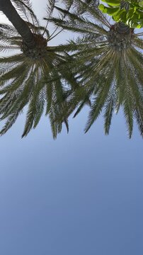 Real-time footage of a palm tree gently swaying in a warm tropical breeze against a clear blue sky. Natural outdoor scene with ample copy space, ideal for travel, vacation, summer and relaxation conce