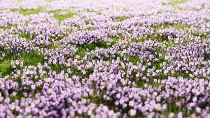 Obraz premium Field of delicate purple wildflowers blooming in a lush green meadow on a bright and sunny day