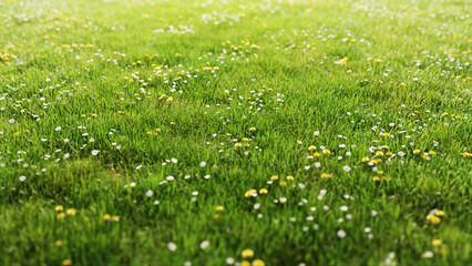 Bright green grass with daisies and yellow dandelions © Photocreo Bednarek